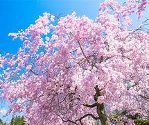 Image result for しだれ桜