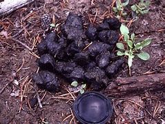 Image result for Missouri Black Bear Poop