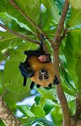 Image result for Seychelles Fruit Bat