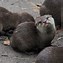 Image result for Otter Animal Uniqies