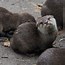 Image result for What Is Otter Fans