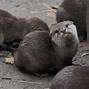 Image result for Cute Little Otter