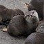 Image result for Cute Baby Sea Otters