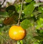 Image result for Mandarin Oranges