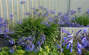 Image result for Agapanthus BRILLIANT BLUE