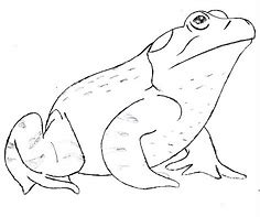 Image result for Bull Frog Drawing