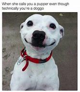 Image result for Cute Puppy Memes