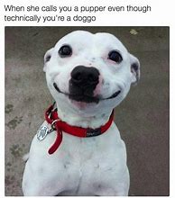 Image result for Friendly Dog Meme