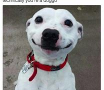 Image result for Funny Dog Face Meme