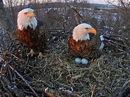 Image result for Bald Eagle Nest