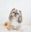 Image result for Shih Tzu Funny Haircuts