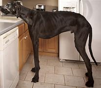 Image result for Biggest Dog in the World Zeus