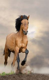 Image result for Beautiful Wild Mustang Horse