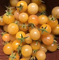 Image result for Champagne Bubbles Tomatoe