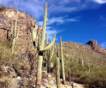 Image result for Structures in the Sonoran Desert