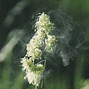 Image result for Airborne Allergies
