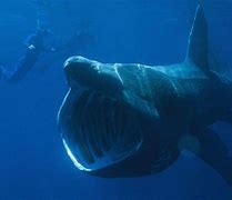 Image result for Biggest Ocean Creature