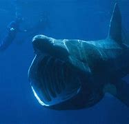 Image result for Biggest Sea Animal Ever Existed