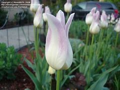 Image result for Tulipa Elegant Lady