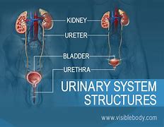 Image result for Urinary System Khan Academy