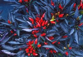 Image result for Ornamental Pepper Osaka Red