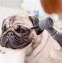 Image result for Pugs Eyes Popping Out