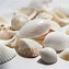 Image result for Shell Wallpaper High Quility Image