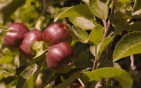 Image result for Green and Red Apples