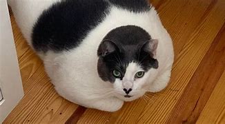 Image result for Patches Fat Cat