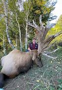 Image result for Biggest Elk Ever Killed
