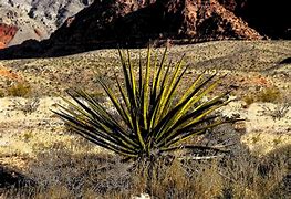 Image result for Desert Landscape with Cactus