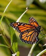 Image result for monarch butterflies backgrounds hd