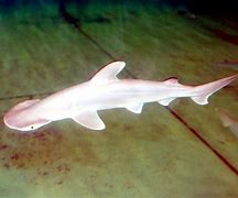 Image result for Prehistoric Hammerhead Shark