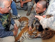 Image result for Zookeeper Feed Tiger Cub
