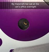 Image result for Dirty Cat Memes