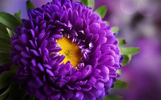 Image result for Purple Fall Flowers Wallpaper