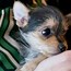 Image result for Yorkie Terrier Chihuahua Mix