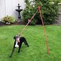 Image result for Dog with Toing Out