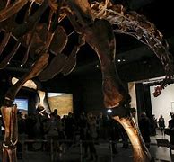 Image result for The Largest Dinosaur Ever Discovered