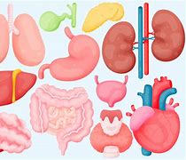Image result for human human body clipart organ