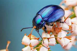 Image result for iPhone 11 Pro Max Wallpaper Insects