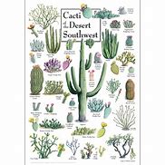 Image result for Types of Arizona Cactus