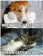Image result for Happy Dog and Cat Meme