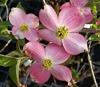 Image result for Cornus florida