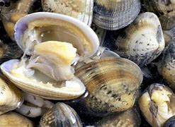 Image result for Ocean Quahog Iceland