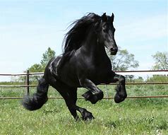 Image result for Beautiful Black Friesian Horse