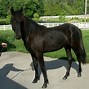 Image result for Rocky Mountain Horse