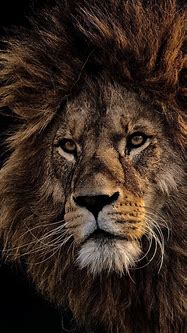 Image result for iPhone 11 Wallpaper Lion