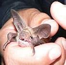 Image result for Bat Predators