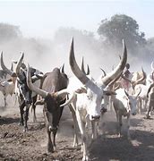 Image result for Cattle Raiding